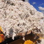 Segundo o Cepea, preços do algodão mantêm tendência de alta e chegaram ao maior valor em um ano (Foto: Ernesto de Souza/Ed. Globo)