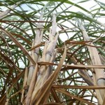 André Rodrigues / Gazeta do Povo