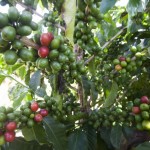 Volume exportado de café foi recorde histórico para o mês de março(Foto: Marcelo Min/Ed. Globo)