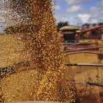 soja_grão (Foto: Ernesto de Souza/ Editora Globo)