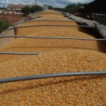 Deral apontam colheita de 10,047 milhões de toneladas de milho na segunda safra (Foto: Ernesto de Souza/ Editora Globo)