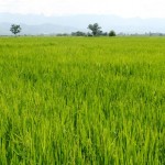 Federarroz espera mais estabilidade nos preços do arroz, em função de alta nas exportações do cereal registrada em março  (Foto: Manoel Marques / Editora Globo)