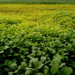Até o dia primeiro de abril, 118 focos de ferrugem asiática tinham sido confirmados só no Rio Grande do Sul (Foto: José Medeiros/Ed. Globo)