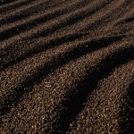 agricultura_cafe_colheita_lavoura (Foto: Davilym Dourado/Ed. Globo)