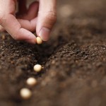 Sementes de soja começam a ganhar o solo no Hemisfério Norte entre o final de abril e início de maio. (Foto: Thinkstock)